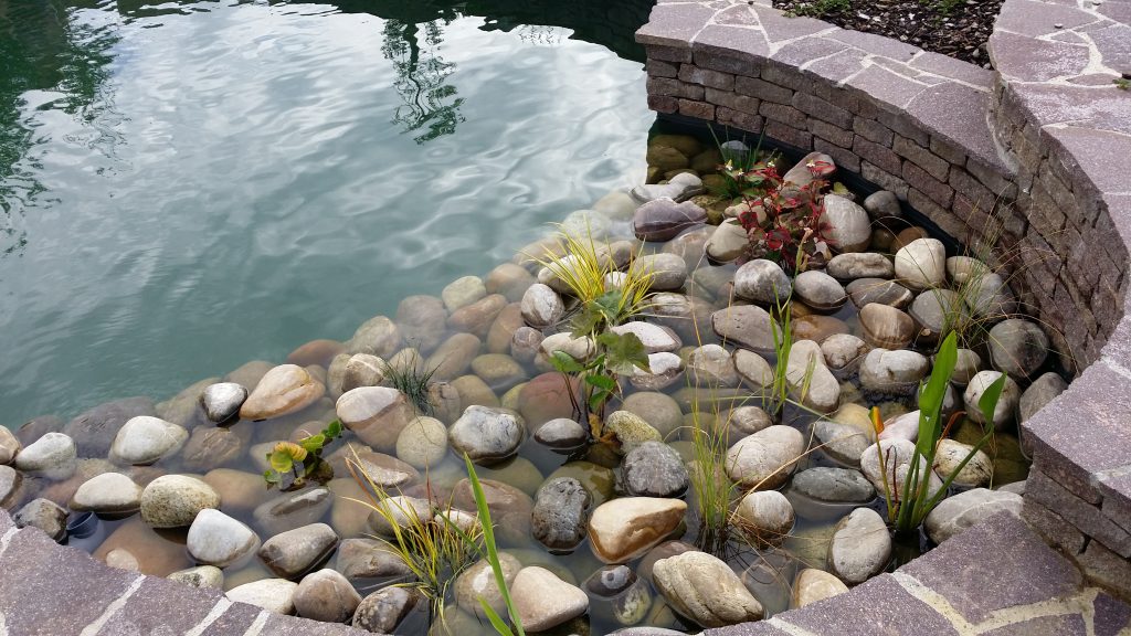 La berge de la baignade naturelle avec ses plantes aquatiques