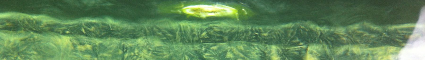 Le bio film dans les bassins et baignades naturelles