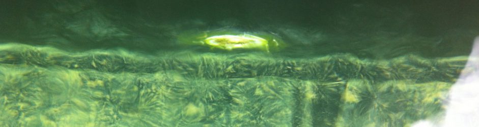 Le bio film dans les bassins et baignades naturelles
