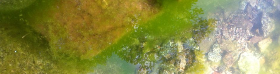 J’ai un duvet ou de longs filaments verts qui se développent dans mon bassin ou ma piscine écologique; qu’est ce que c’est?