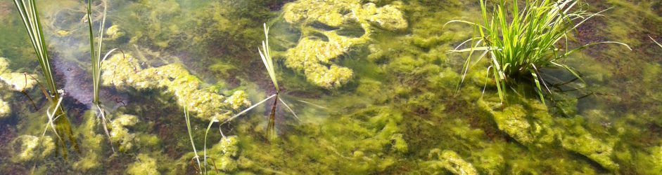 Les algues filamenteuses et floconneuses