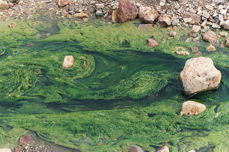 Produit anti phosphate pour piscine naturelle, écologique ou biologique   Anti phosphate et anti algue - solution contre la prolifération des algues